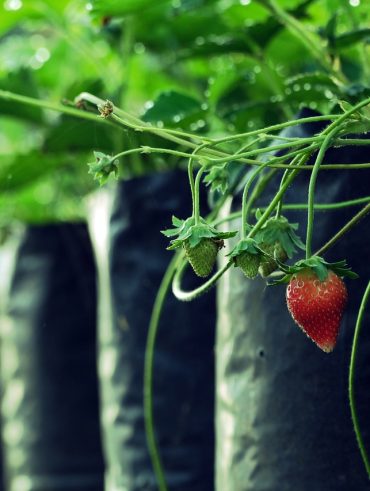 guide complet pour optimiser votre récolte des fraises