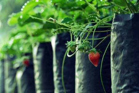 guide complet pour optimiser votre récolte des fraises