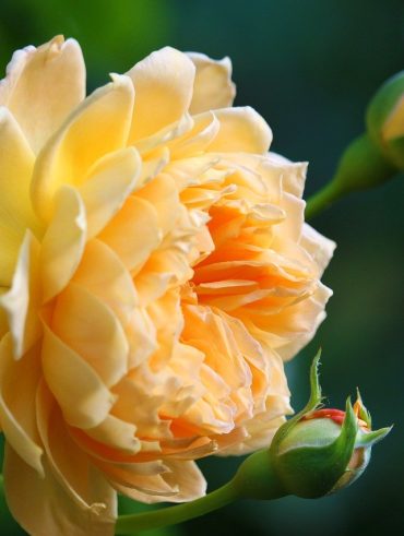 Les fleurs de couleur s est un guide des variétés