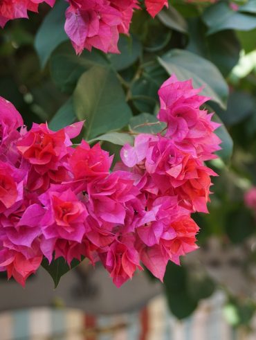 Méthode simple pour réussir la bouture de votre bougainvillier