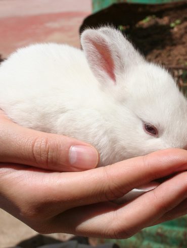 tout ce qu'il faut savoir pour bien élever les Lapins bébés