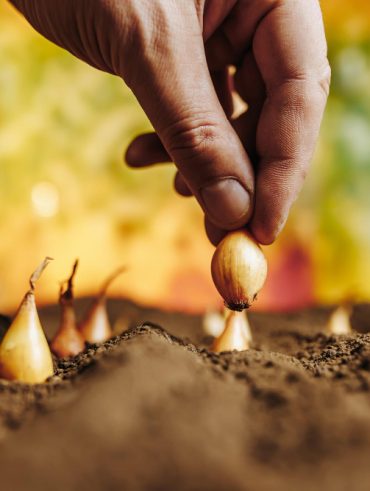 le calendrier potager pour planter des oignons au jardin