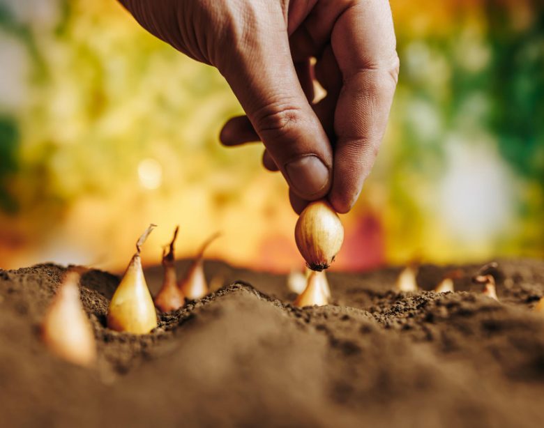 le calendrier potager pour planter des oignons au jardin