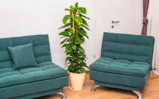 arbre à choisir pour un intérieur sain et esthétique