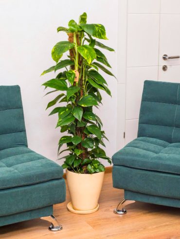 arbre à choisir pour un intérieur sain et esthétique