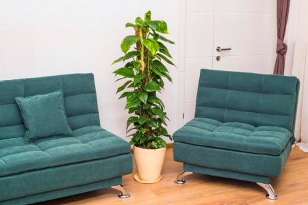 arbre à choisir pour un intérieur sain et esthétique